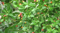 Eugenia uruguayensis