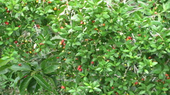 Eugenia uruguayensis