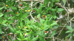 Eugenia uruguayensis