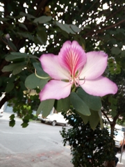Bauhinia