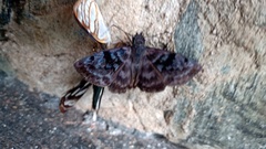 Ebrietas anacreon anacreon
