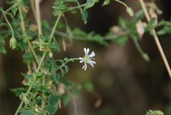 Stellaria serpyllifolia