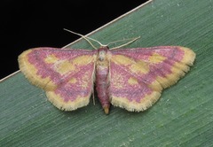 Idaea muricata