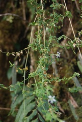 Stellaria serpyllifolia