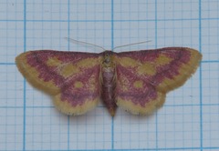 Idaea muricata
