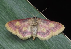 Idaea muricata