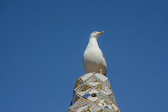 Larus michahellis