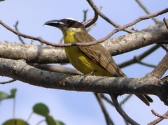 Megarynchus pitangua