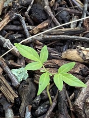 Ailanthus