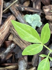 Ailanthus