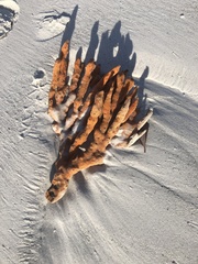 Axinella polycapella