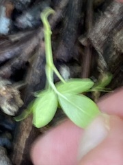 Ailanthus