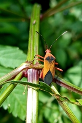 Hypselonotus bitrianguliger
