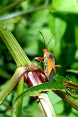 Hypselonotus bitrianguliger