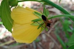 Hypselonotus bitrianguliger