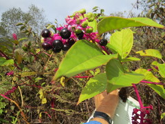 Phytolacca americana