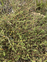 Aspalathus retroflexa retroflexa