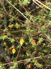 Aspalathus retroflexa retroflexa