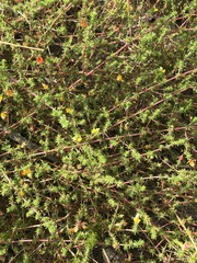 Aspalathus retroflexa retroflexa