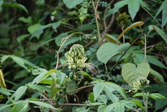 Cleome anomala