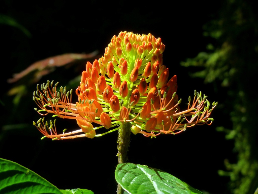 Podandrogyne brachycarpa