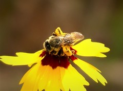 Andrena rudbeckiae
