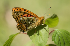 Argynnis castetsi