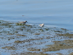 Calidris pusilla