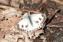 Pieris canidia canis