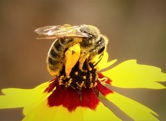 Andrena rudbeckiae