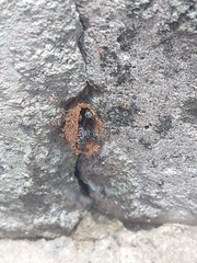 Friesella schrottkyi