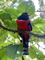 Trogon personatus
