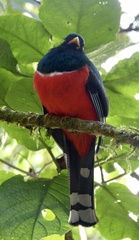 Trogon personatus