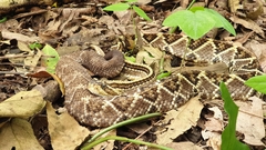 Crotalus mictlantecuhtli