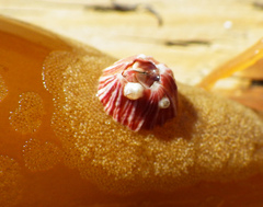 Megabalanus californicus