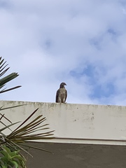 Pernis ptilorhynchus orientalis