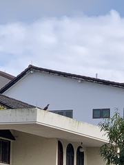 Pernis ptilorhynchus orientalis
