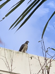 Pernis ptilorhynchus orientalis