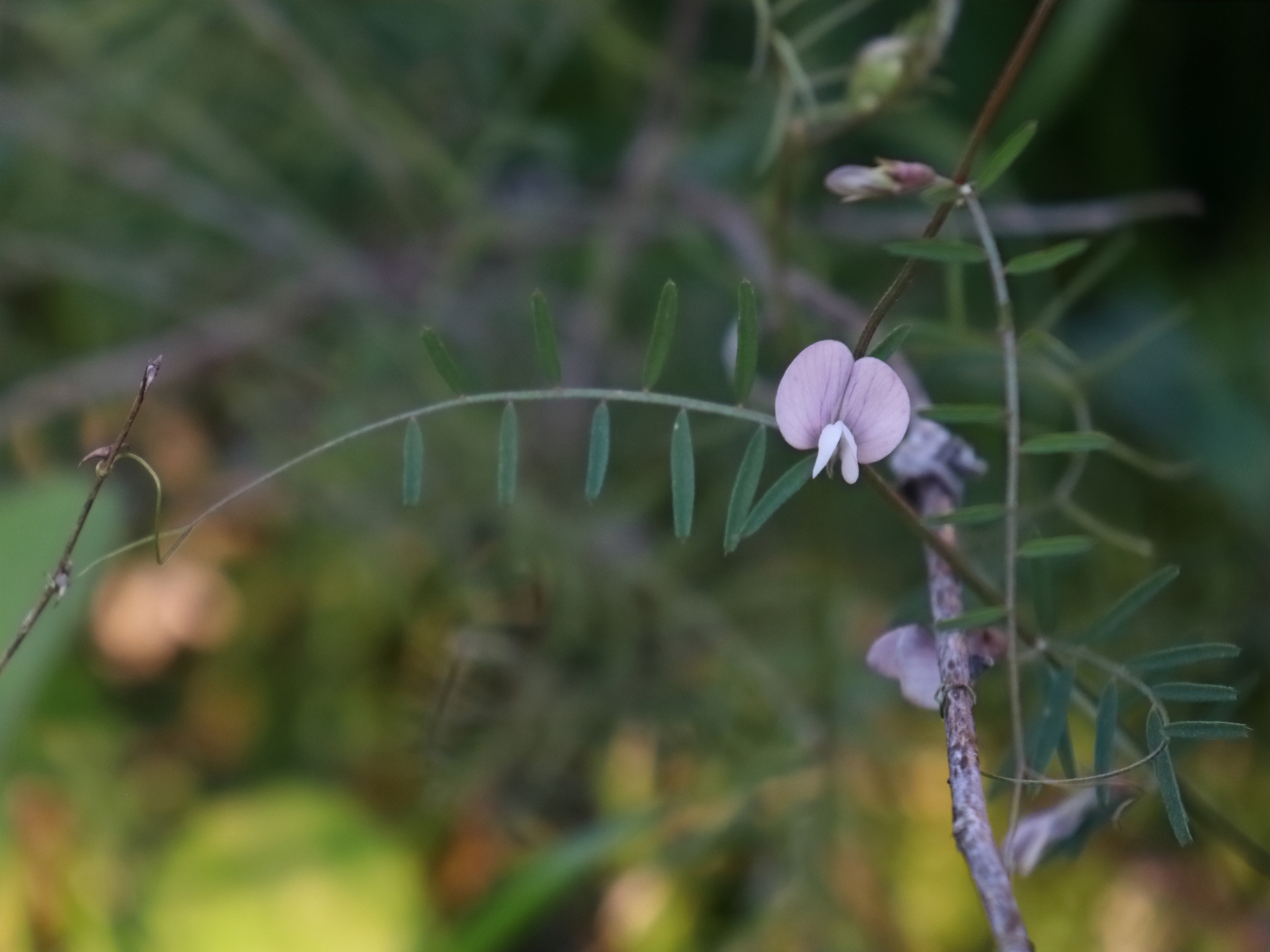 Vicia peregrina