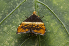 Choreutis argoxantha