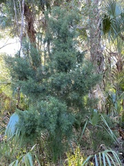 Juniperus virginiana image