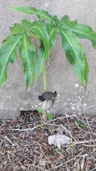 Arisaema thunbergii urashima