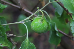 Solanum glaucescens