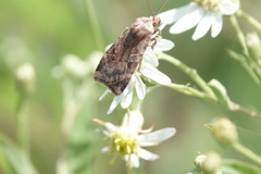 Cryptocala acadiensis