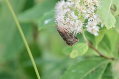 Cryptocala acadiensis