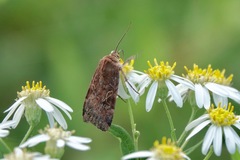 Cryptocala acadiensis