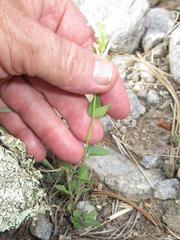 Agastache pallidiflora