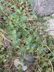 Aristolochia wrightii