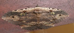 Anisoneura aluco