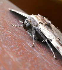 Anisoneura aluco